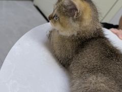 -中农国际动物医院24小时·猫科·骨科·急重症中心
