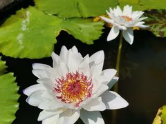 -中国科学院华南植物园