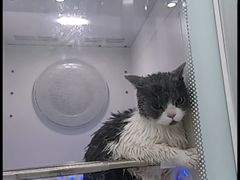 -爱洗澡的猫(天河路店)