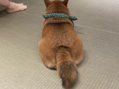 -逗柴咖啡屋·狗咖猫咖宠物桌游