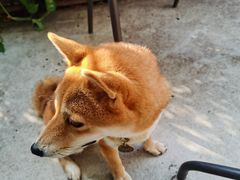 -柴犬高等学院·狗咖·柴犬售卖·宠物训练