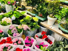 -双季花艺园艺市场(浦东店)
