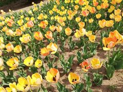 -长春公园(普阳街道)