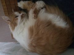 -彩虹桥宠物火化殡葬善终服务(金乐大厦店)