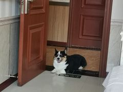 -宠福鑫康馨动物医院·骨科·眼科