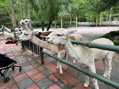 -贵州森林野生动物园