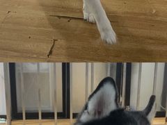 -Husky Go! 哈士奇体验馆·宠物咖啡厅狗咖