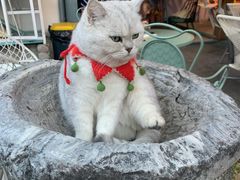 -喵屿·大理花园猫咖