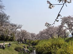 -羊山湖公园