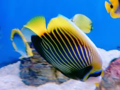 -烟台海昌鲸鲨海洋公园