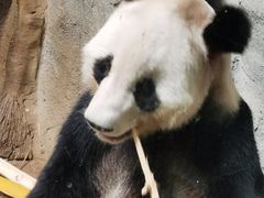 -深圳野生动物园