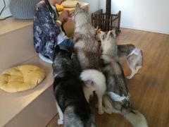 -Husky Go! 哈士奇体验馆·宠物咖啡厅狗咖