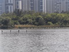-五缘湾湿地公园