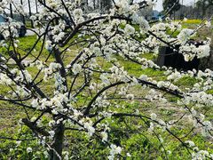 -广富林郊野公园