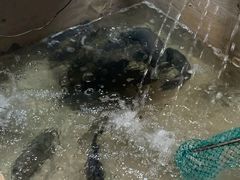 -抚仙湖生态石锅鱼野生菌(告庄店)