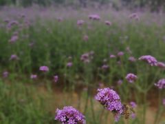 -艾溪湖湿地公园