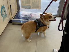 -全心全意连锁动物医院·微创中心·内科急重症·心脏专科(丰管路店)