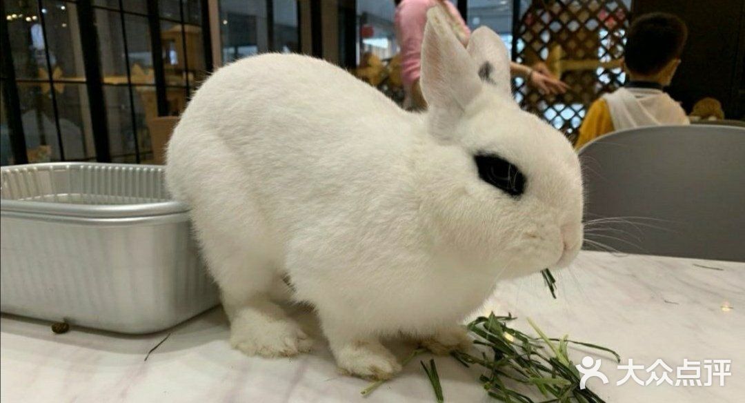 🐰和小动物亲密接触🐱