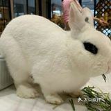🐰和小动物亲密接触🐱