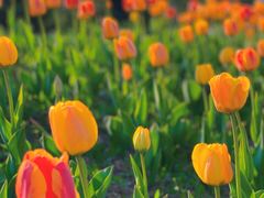 -长春公园(普阳街道)