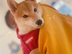 -南京Hallo宠物乐园·哈罗犬舍·柴犬繁育基地