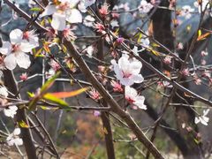 -白水寺森林公园