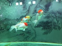 -北戴河圣蓝海洋公园