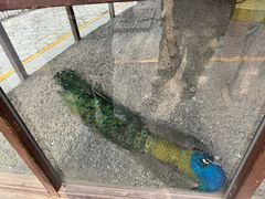 -南宫五洲植物乐园