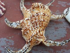 -老味道民宿(栈桥店)