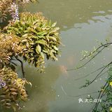 古树紫藤花开季