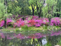 -上海共青森林公园