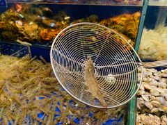 -高佳庄·舟山海鲜(海景旗舰店)