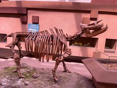 -陕西自然博物馆