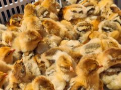 -解家河南菜(商鼎路店)