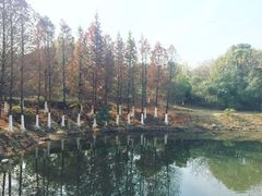 -八大山人梅湖景区