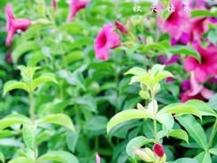 -白鹭洲公园