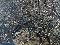 -香雪海