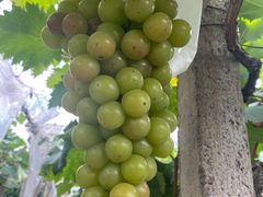 -马陆小张葡萄园农家乐