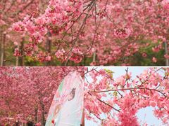 -天适樱花悠乐园