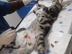 -灵美宠物诊所