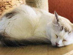 -猫咪咖啡店(新城大街店)