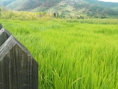 -泸沽湖国家级风景名胜区走婚桥