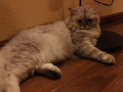 -猫友咖啡店(玉林西路店)