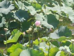 -荷塘月色湿地公园·向阳花洲