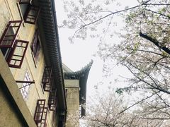 -武汉大学-樱园