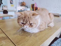 -平行世界·猫咖(首经贸店)