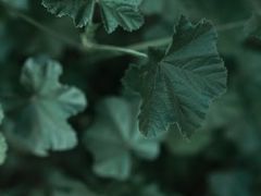 -维乐口腔医院(星海湾分院)