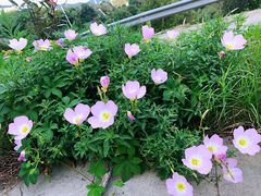 -枸杞岛