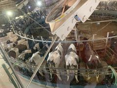 -君乐宝优致牧场