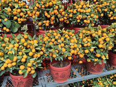 -越秀西湖花市(广州城市广场花卉店)